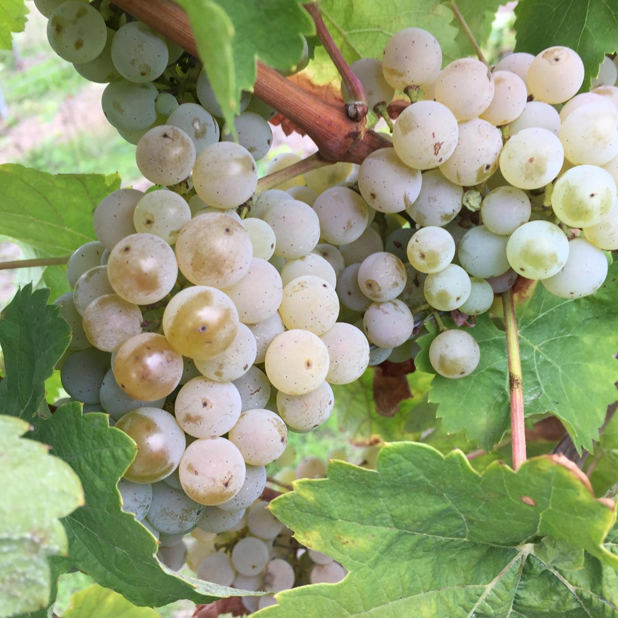 Ferienweingut Willems Oberemmel Kültér fotó
