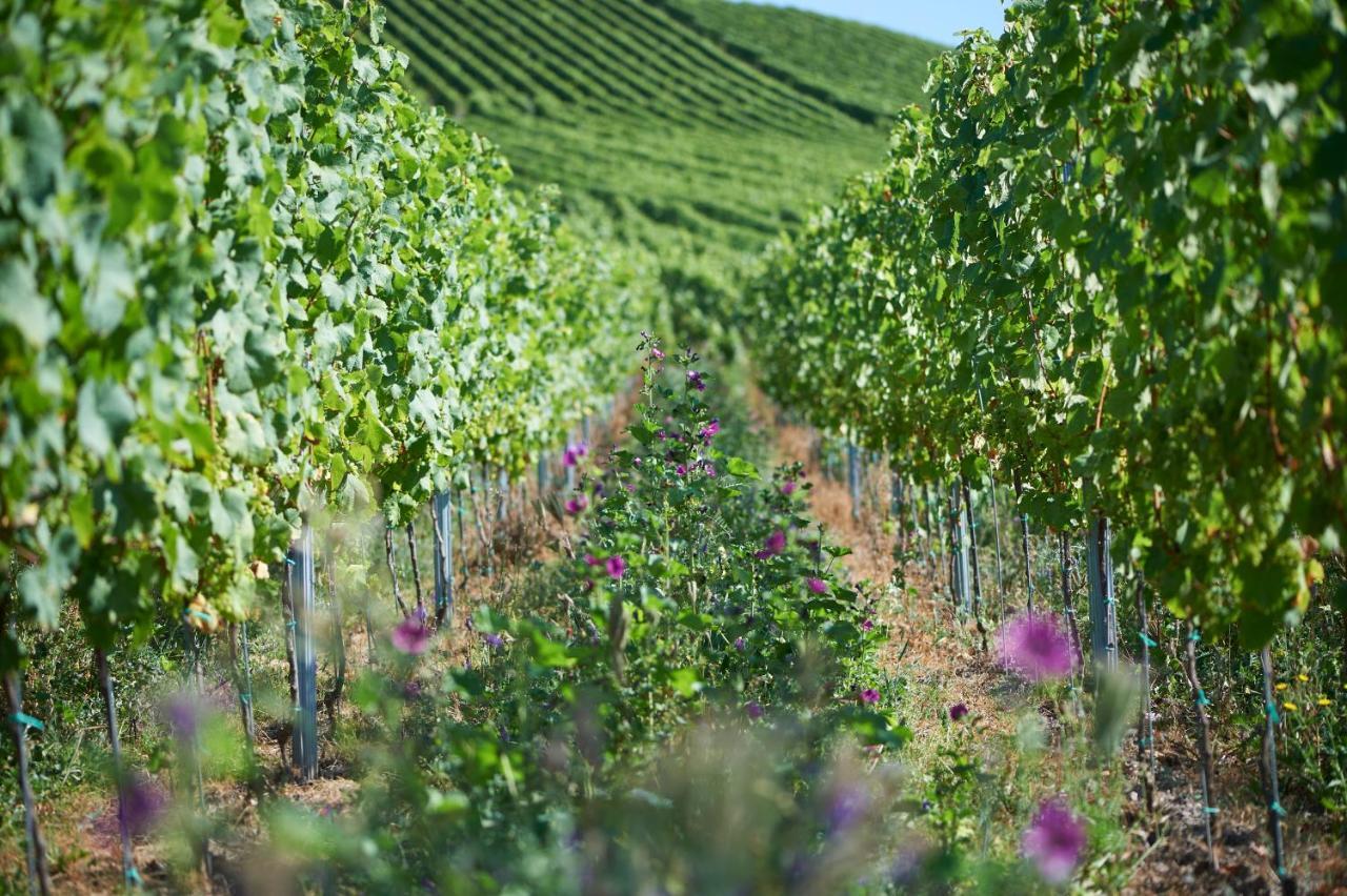 Ferienweingut Willems Oberemmel Kültér fotó
